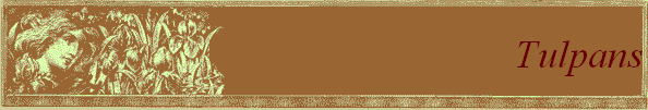 Tulpans
